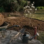 Arbre a planter : magnolia en fleurs, jeune arbre au jardin