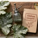 Traitement oidium courgette : voile blanc sur feuilles de courgette